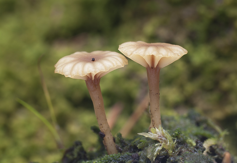 Lichenomphalia umbellifera